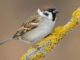 Picture of the Eurasian tree sparrow perched on yellow branch