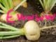 image of turnips which I wrote Ewwww! over