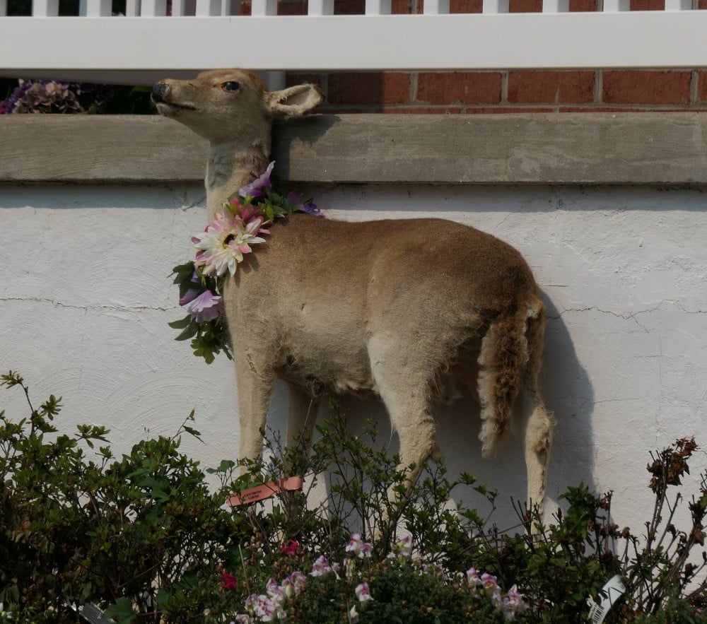 Taxidermied deer with flower garland