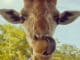 Giraffe's Tongue