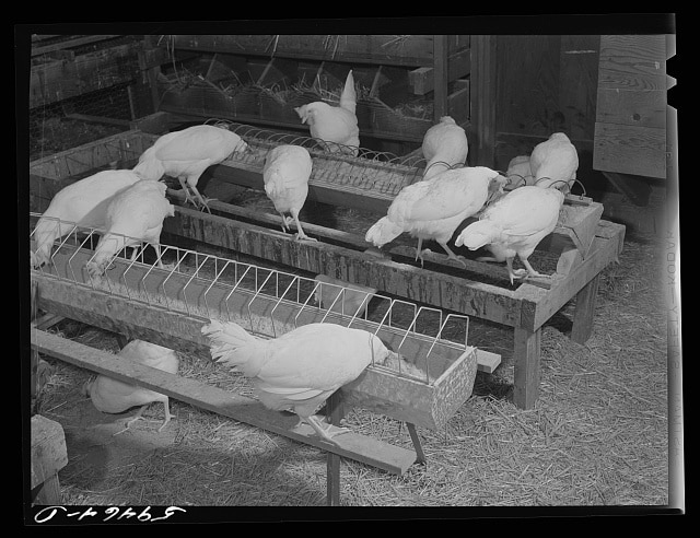 Pullets in a Poultry House by Marion Post Wolcott