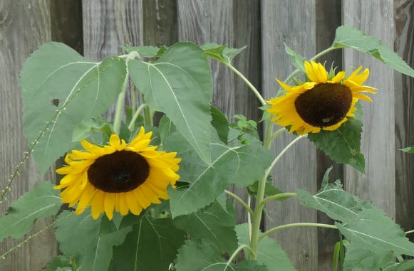 Sunflowers