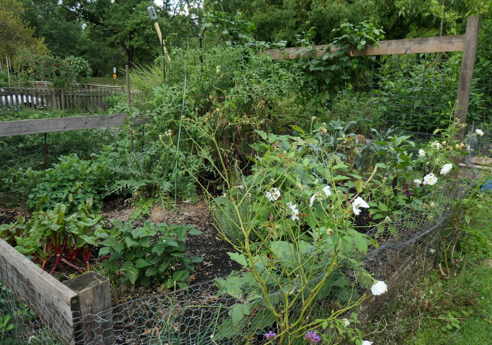 Small vegetable garden