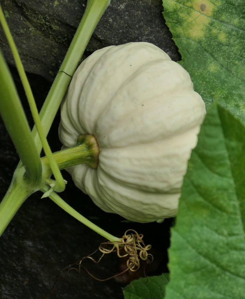 White gourd