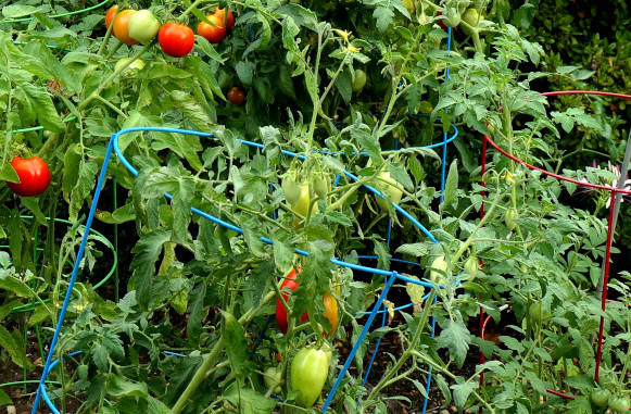 Tomatoes on plants