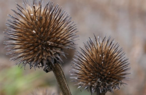 Cone flower seed heads