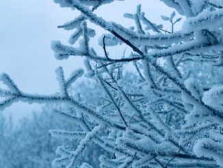 Photo of frozen tree branches.