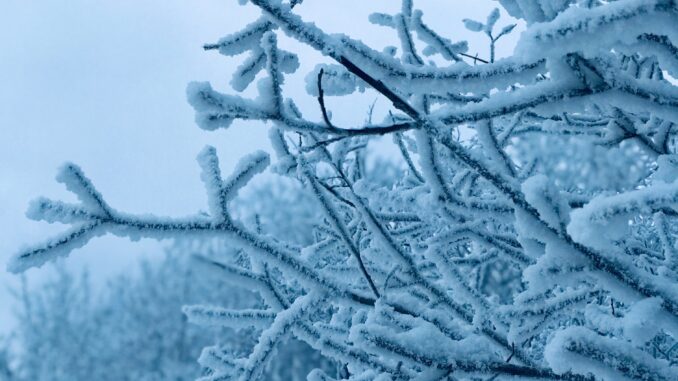 Photo of frozen tree branches.