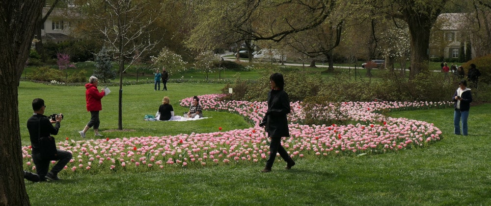tulips and people