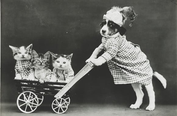 Puppy and kittens in a wagon