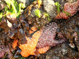 Starfish