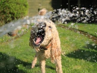 Photo of a dog trying to drink a spray of water.