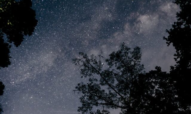 Photo of tree silhouettes against a starry night sky.