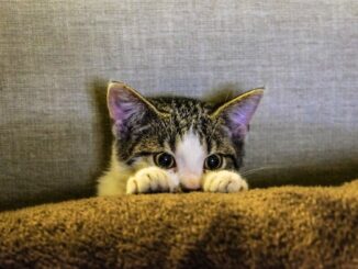Photo of a cat peering over an object.