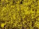 forsythia
