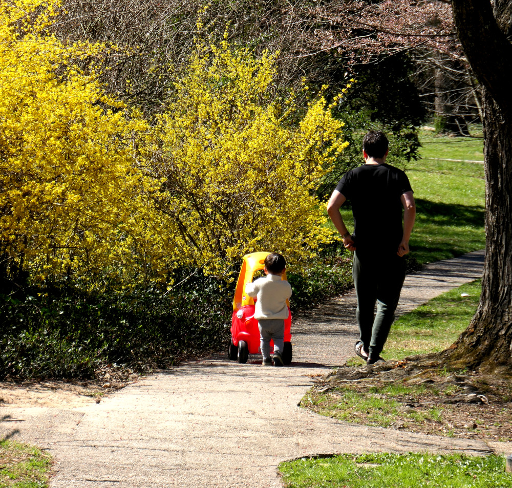 boy and dad and forsythia
