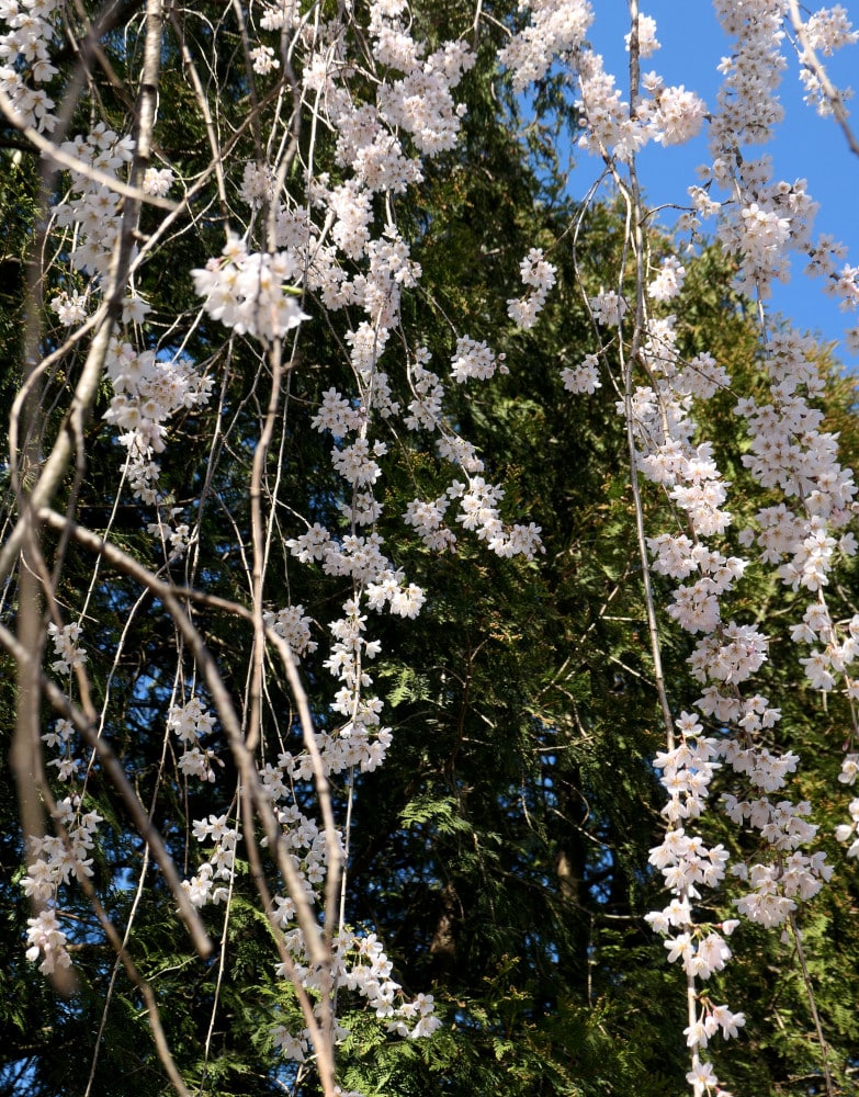 weeping cherry branches