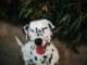 Photo of a Dalmatian breed dog.