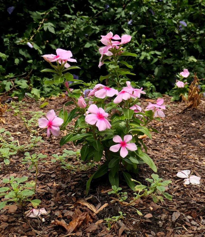 Impatiens